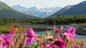 About Heavens View Ministry - Pink Flowers to Mountains - Denali Park - ALASKA