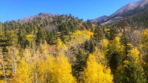 About Heaven's View Ministry - Testimonials - Autumn Yellow Trees Green Hills - COLORADO, USA