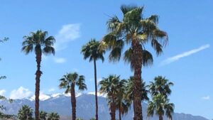 About Heaven's View Ministry - Testimonials - Palm Trees & Mountains - CALIFORNIA, USA