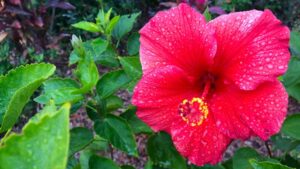 About Heaven's View Ministry - Testimonials - Red Flower - Florida, USA