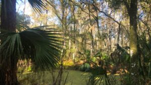 About Heaven's View Ministry - Testimonials - Swamp and Fanned Plant Leaves - Florida, USA