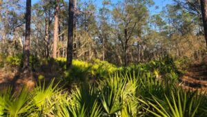 About Heaven's View Ministry - Testimonials - Tropical Forest with Trees and Fanned Leaves - Florida, USA