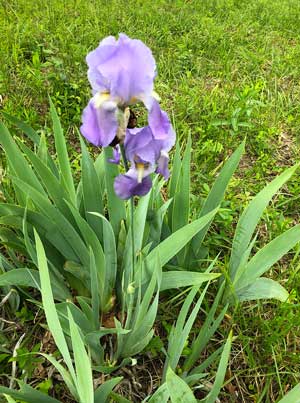 Heaven's View Ministry - Healing Testimonials - BE HEALED TODAY - Purple Flower - Poplar Bluff - Missouri USA