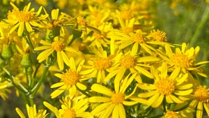 Heaven's View Ministry - Healing Testimonials - BE HEALED TODAY - Yellow Flowers by River - Little Rock, Arkansas, USA