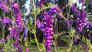 Heavens View Ministry – Divine Appointments – Purple Fox Glove Flowers in WASHINGTON – Where the Spirit of the Lord is. Heavens View Ministry - Divine Appointments - Purple Fox Glove Flowers in WASHINGTON - Where the Spirit of the Lord is.