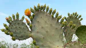 Heavens View Ministry - Divine Appointments - Cactus with One Flower - Ugly - Edinburg, TEXAS - Where the Spirit of the Lord is.
