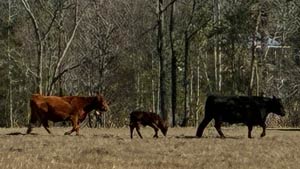 Heavens View Ministry - Divine Appointments - Cows and Calf in Farm Field, Waycross GEORGIA - Where the Spirit of the Lord is.