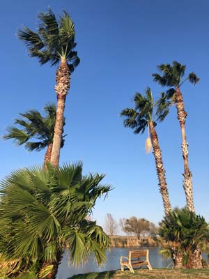 Heavens View Ministry - Divine Appointments - Palm Trees around Pond - Lazy Palms - Edinburg, TEXAS - Where the Spirit of the Lord is.