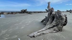 Heavens View Ministry - Divine Appointments - Driftwood on Beach -Brunswick, GEORGIA - Where the Spirit of the Lord is.