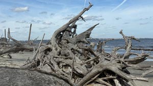 Heavens View Ministry - Divine Appointments - Spikey Driftwood on Beach - Brunswick, GEORGIA - Where the Spirit of the Lord is.