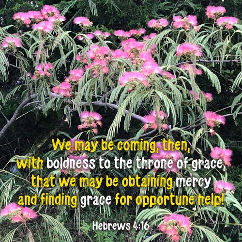 Hebrews 4_16 - boldness-to-the-throne-of-grace - pink-feather-flowers-in-Missouri-trees-SCRIPTURE-INSPIRATION - Heavens View Ministry (WEB-500px-by-Q40)
