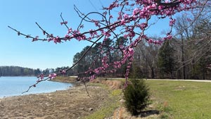 Heavens View Ministry - Divine Appointments - Pink Blossom Tree with Harrison Bay Lake - Harrison Bay RV Park, TENNESSEE - Where the Spirit of the Lord is.