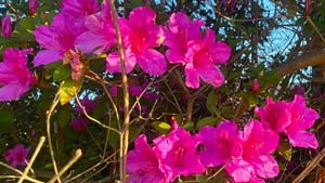 Heavens View Ministry - Divine Appointments - Pink Flowers - Waycross, GEORGIA - Where the Spirit of the Lord is.