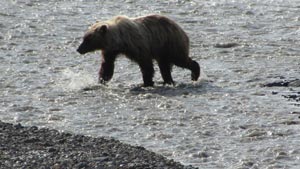 Heavens View Ministry - Divine Appointments - Brown Bear River - Denali ParK - ALASKA - Where the Spirit of the Lord is.