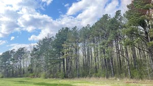 Heavens View Ministry - Divine Appointments - Roadtrip with Tall Treeline to Blue Sky with Puffy Clouds - Iuka, MISSISSIPPI - Where the Spirit of the Lord is.