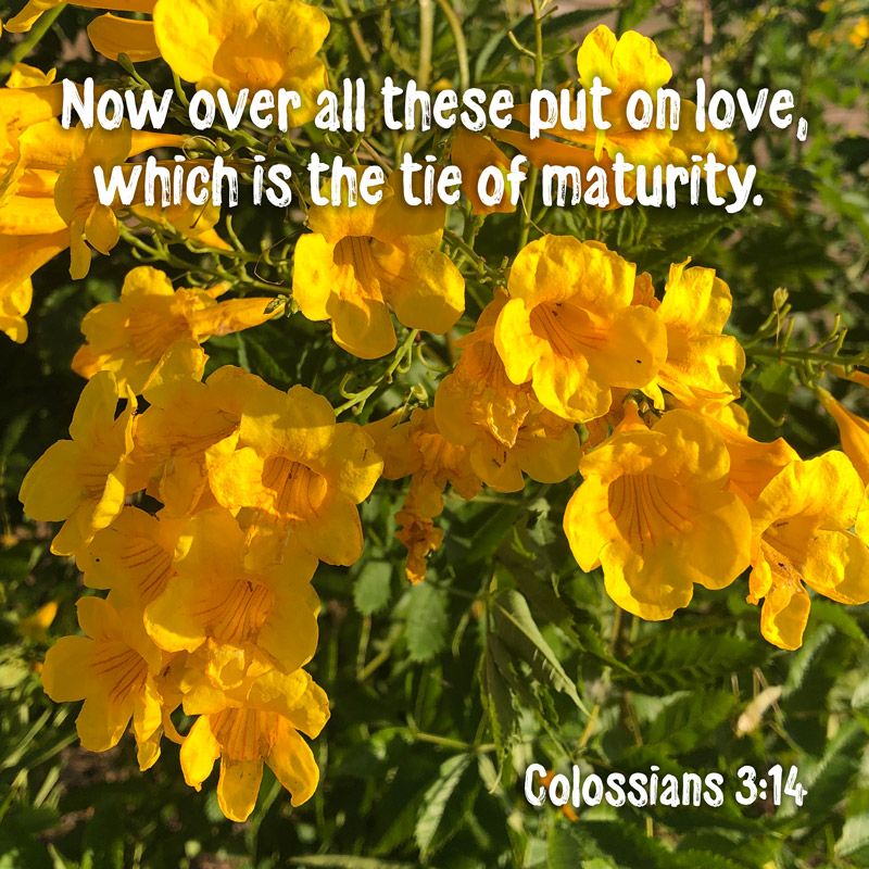 Colossians 3_14 - put-on-love-the-tie-of-maturity - yellow-flowers - Heavens View (WEB 800px by Q70)