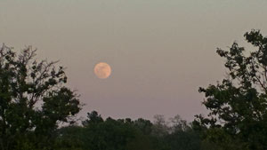 Heavens View Ministry - Divine Appointments - Moonset over Trees - INDIANA - Where the Spirit of the Lord is.