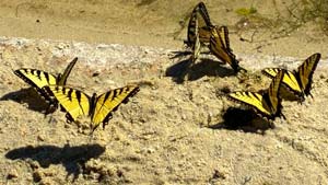 Heavens View Ministry - Divine Appointments - Eastern Tiger Swallowtail - Cunningham Falls State Park Lake Beach - MARYLAND - Where the Spirit of the Lord is.
