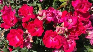 Heavens View Ministry - Divine Appointments - Eastern Tiger Swallowtail - Red Flowers - Frederick - MARYLAND - Where the Spirit of the Lord is.