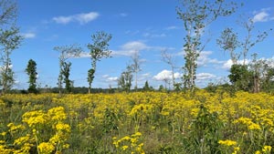 Heavens View Ministry - Divine Appointments - Yellow Flowers in Field with Trees near River in Little Rock - ARKANSAS - Where the Spirit of the Lord is