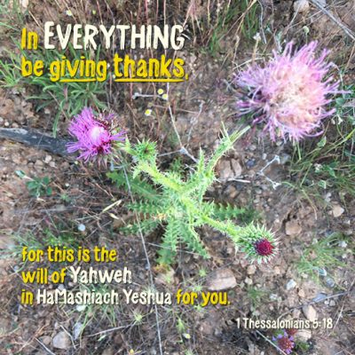 1 Thessalonians 5_16-18 - In everything be giving thanks- (540px x 540px - 72dpi)